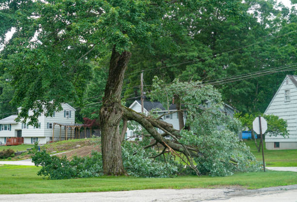 Best Tree and Shrub Care  in Stratford Downtown, CT